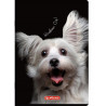 ZESZYT SLOW CRAZY ANIMAL A6 32K