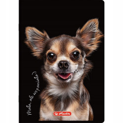 ZESZYT HERLITZ ANIMALS A5 16K