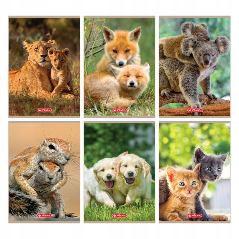 ZESZYT 32 KART LINI KOLOR